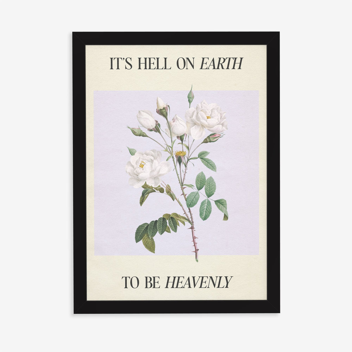Hell On Earth To Be Heavenly - Clara Bow Taylor Swift print of white roses on soft lilac, in a black frame on a plain wall